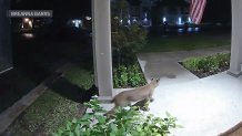 A bobcat recorded on home surveillance cameras in Northeast Dallas in September 2024.