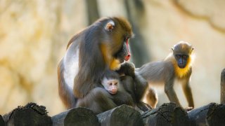 A rare baby mandrill born at the Fort Worth Zoo.