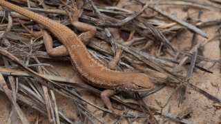 Dunes sagebrush lizard