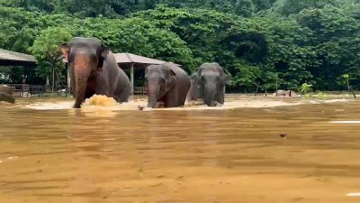 Flash floods force evacuation of about 100 elephants in Thailand