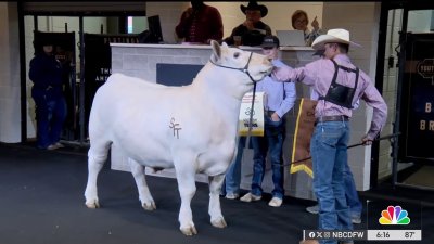 Inside the State Fair of Texas youth livestock auction