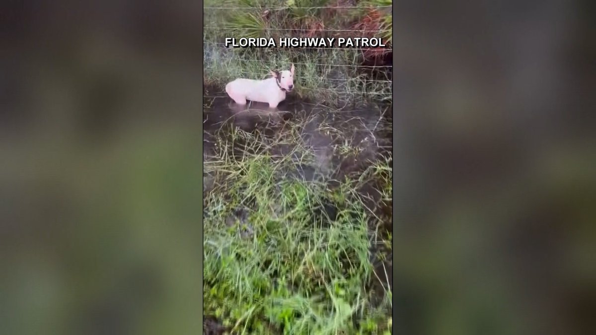 Trooper saves dog tied to fence as Hurricane Milton rolls in – NBC 5 ...
