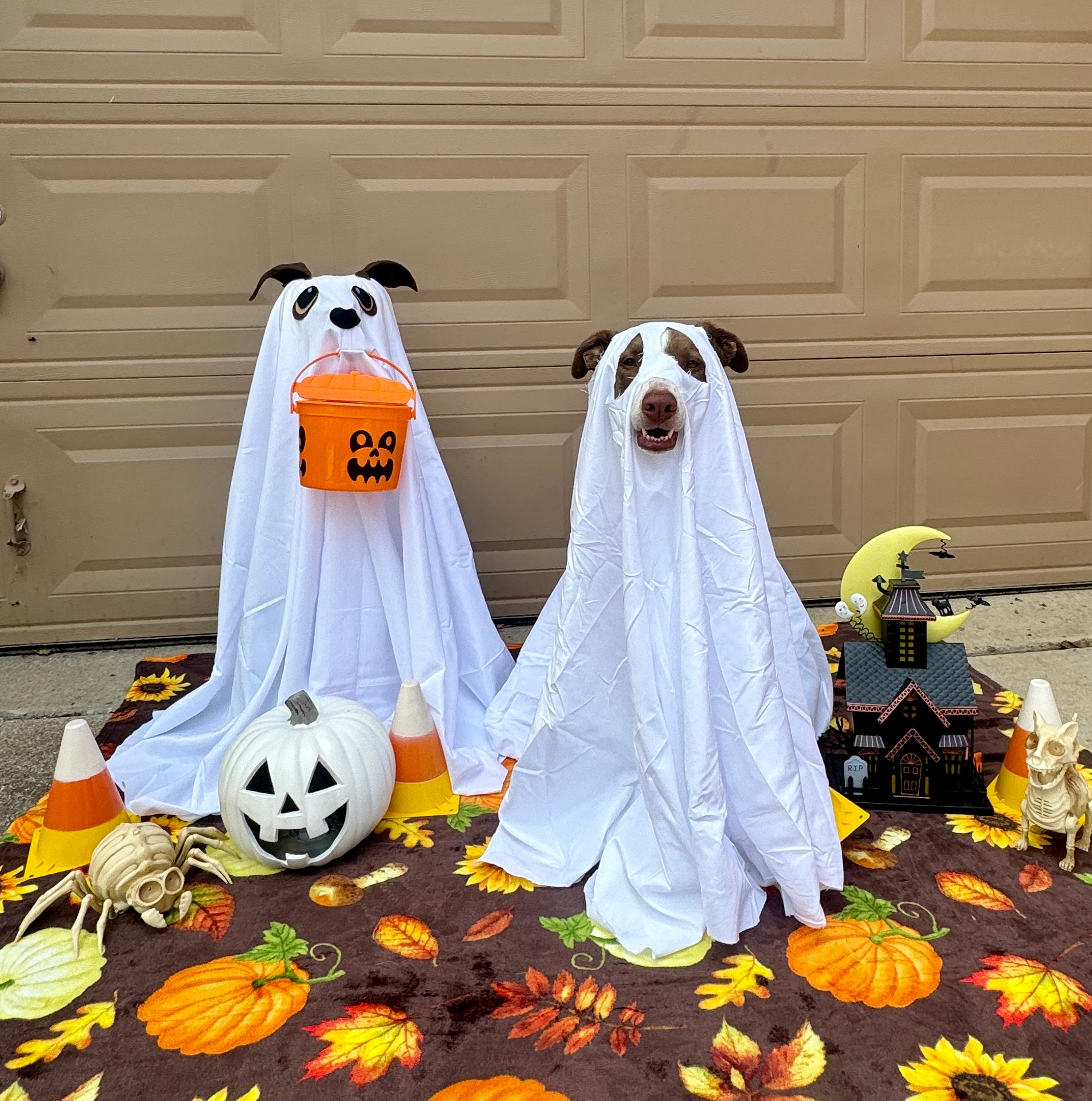 Winnie wanted to show Kristi, Bianca, and Rick and the rest of DFW that she’s got her Halloween House all decorated for the season.  She’s even got her Halloween paw print artwork up inside.  She’s also been practicing wearing her ghost costume with her faux friend (can you tell the real vs fake ghost dog?)  Happy Howloween Friends!<br />
Thanks, Jill KennisonHighland Village, TX817-899-5407