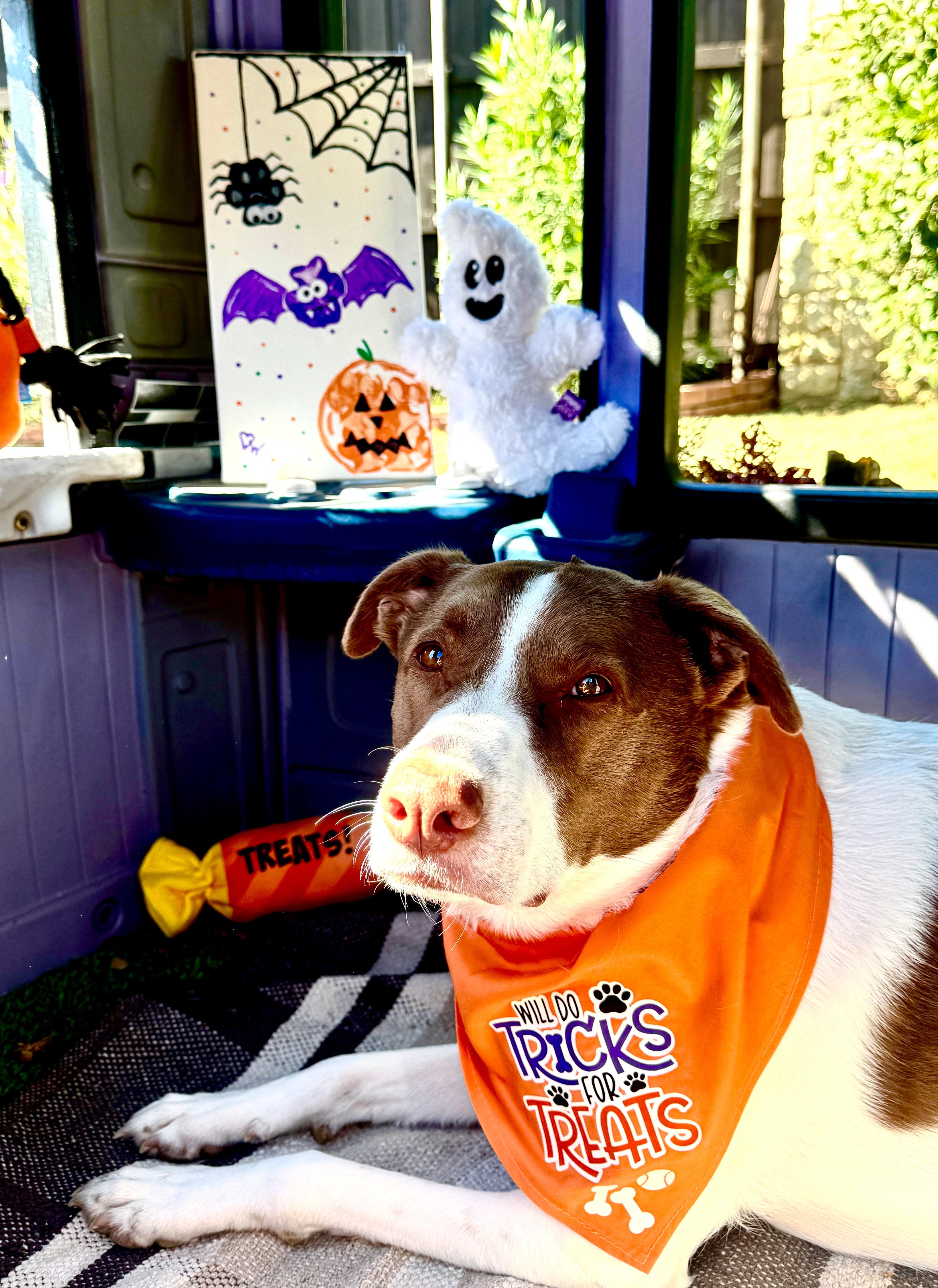 Winnie wanted to show Kristi, Bianca, and Rick and the rest of DFW that she’s got her Halloween House all decorated for the season.  She’s even got her Halloween paw print artwork up inside.  She’s also been practicing wearing her ghost costume with her faux friend (can you tell the real vs fake ghost dog?)  Happy Howloween Friends!<br> Thanks, Jill Kennison Highland Village, TX