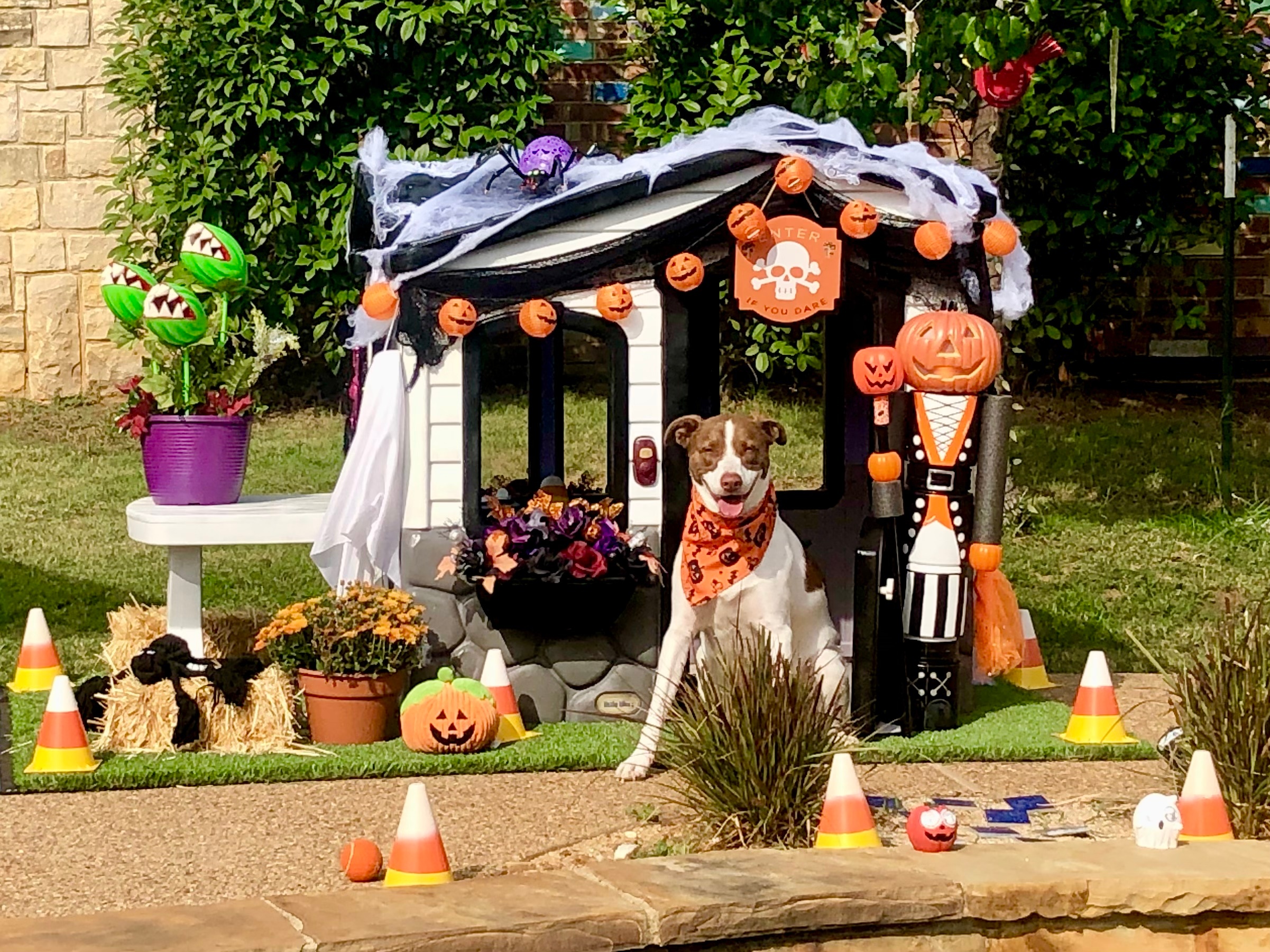 Winnie wanted to show Kristi, Bianca, and Rick and the rest of DFW that she’s got her Halloween House all decorated for the season.  She’s even got her Halloween paw print artwork up inside.  She’s also been practicing wearing her ghost costume with her faux friend (can you tell the real vs fake ghost dog?)  Happy Howloween Friends!<br />
Thanks, Jill KennisonHighland Village, TX817-899-5407