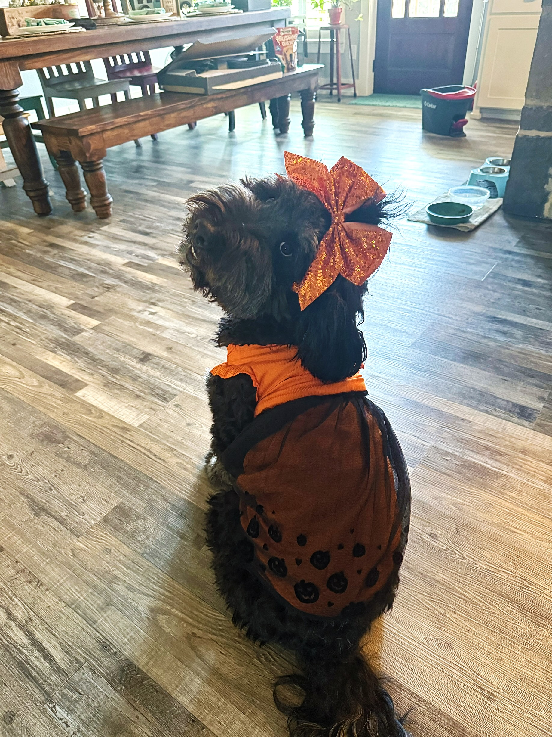 Stormy is a 1.5 year old Bernedoodle<br />
I took a 5T little girls dress and cut it up to fit her as a costume.<br />
Worked out better than I thought it would!<br />
I’m going to be Cinderella and she is my pumpkin!
Thank you, Shelbi from Saginaw Texas.