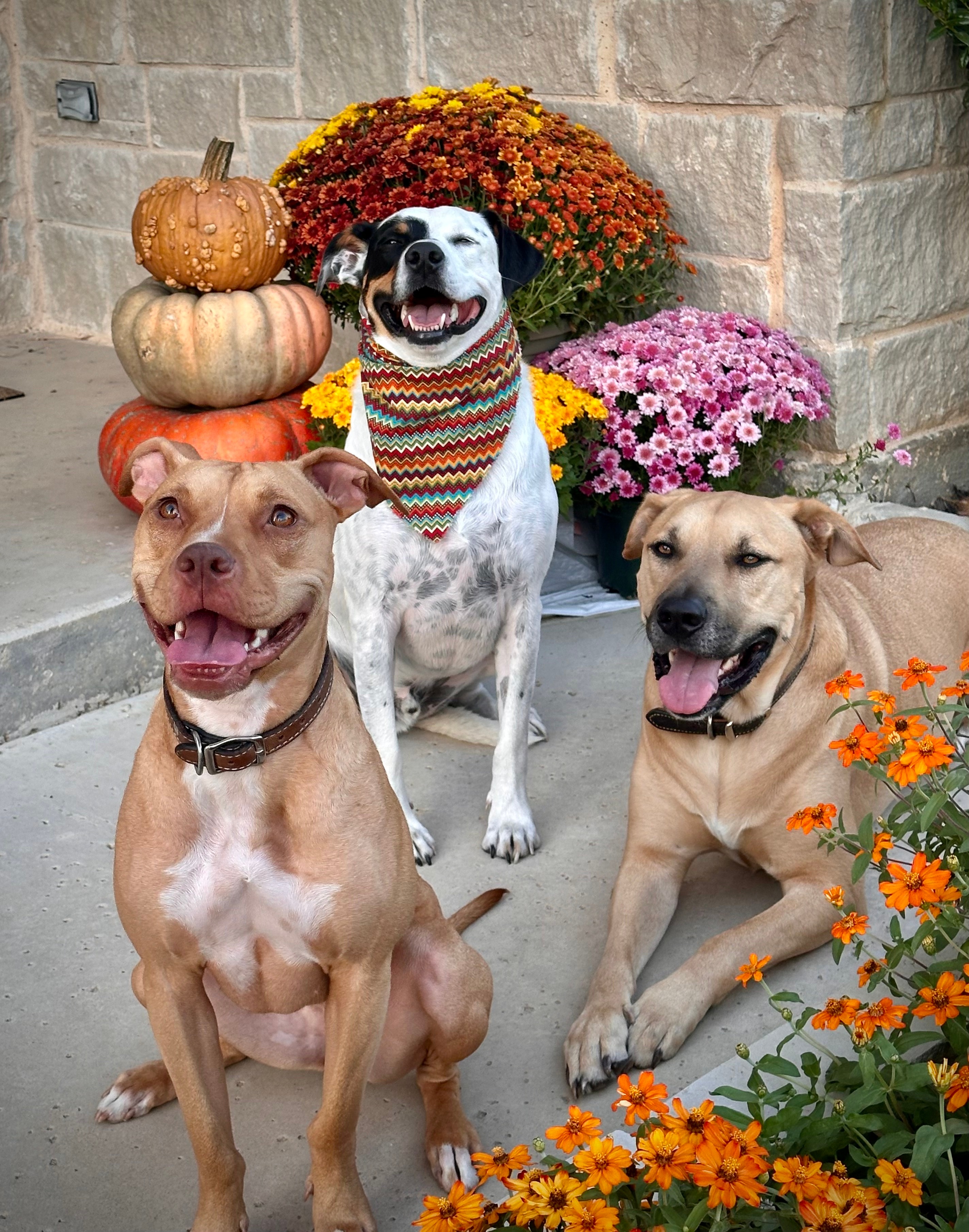 Best buddies and rescue pups Patch, Remi, and Reba enjoy the cooler weather and the colors of the season! Patch “rescued” Cindy and Gary Whitman of Keller and Remi and Reba “rescued” Hunter Lewis of Fort Worth. There may have been treats involved in this photo shoot!