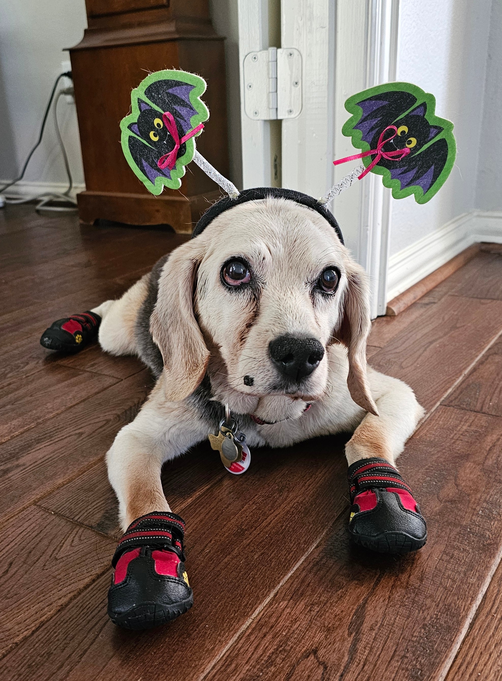 This is Babee. 18yr old beagle is ready to go for Halloween 🎃.