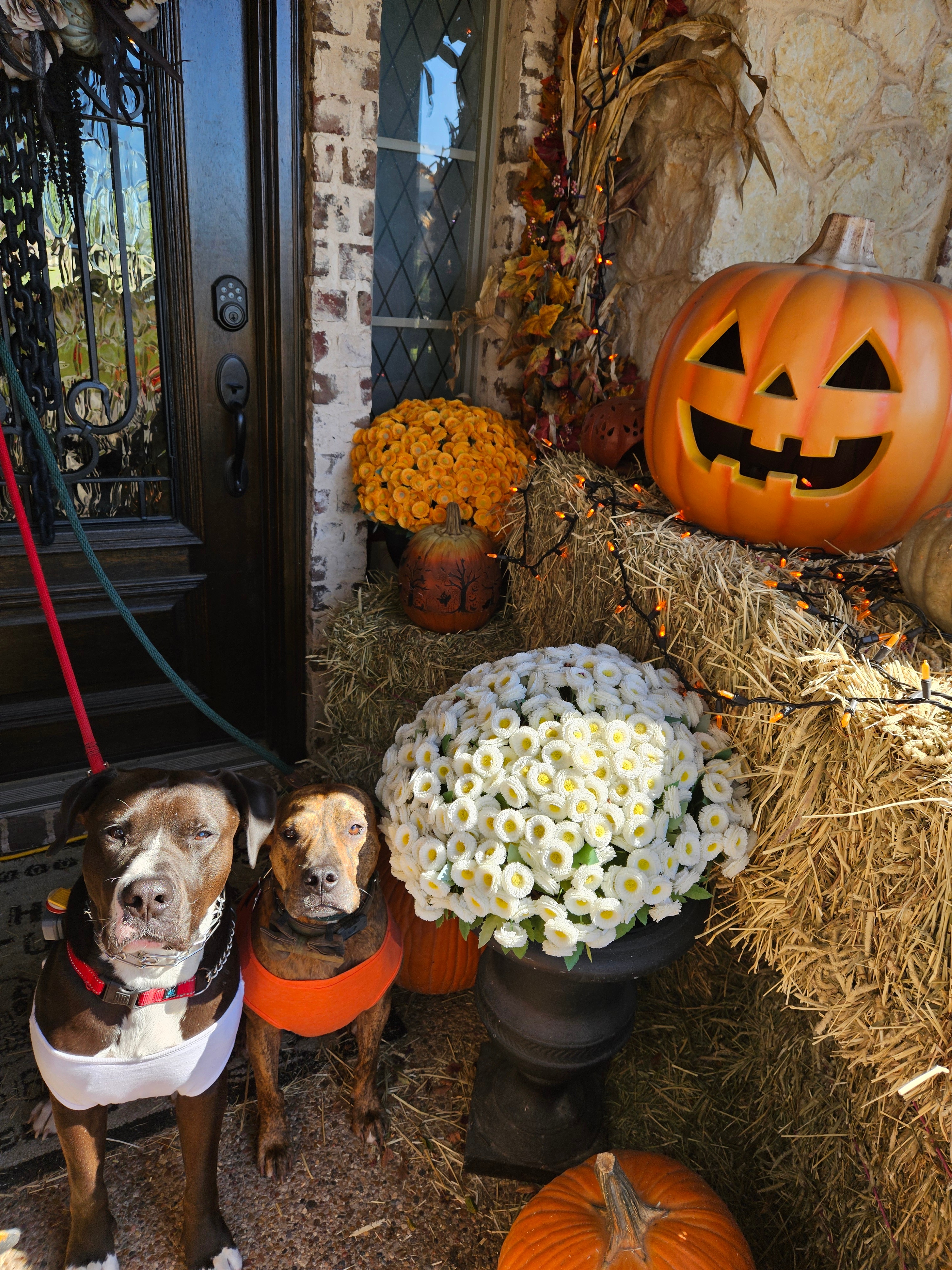 Photos North Texans visit the pumpkin patch NBC 5 DallasFort Worth