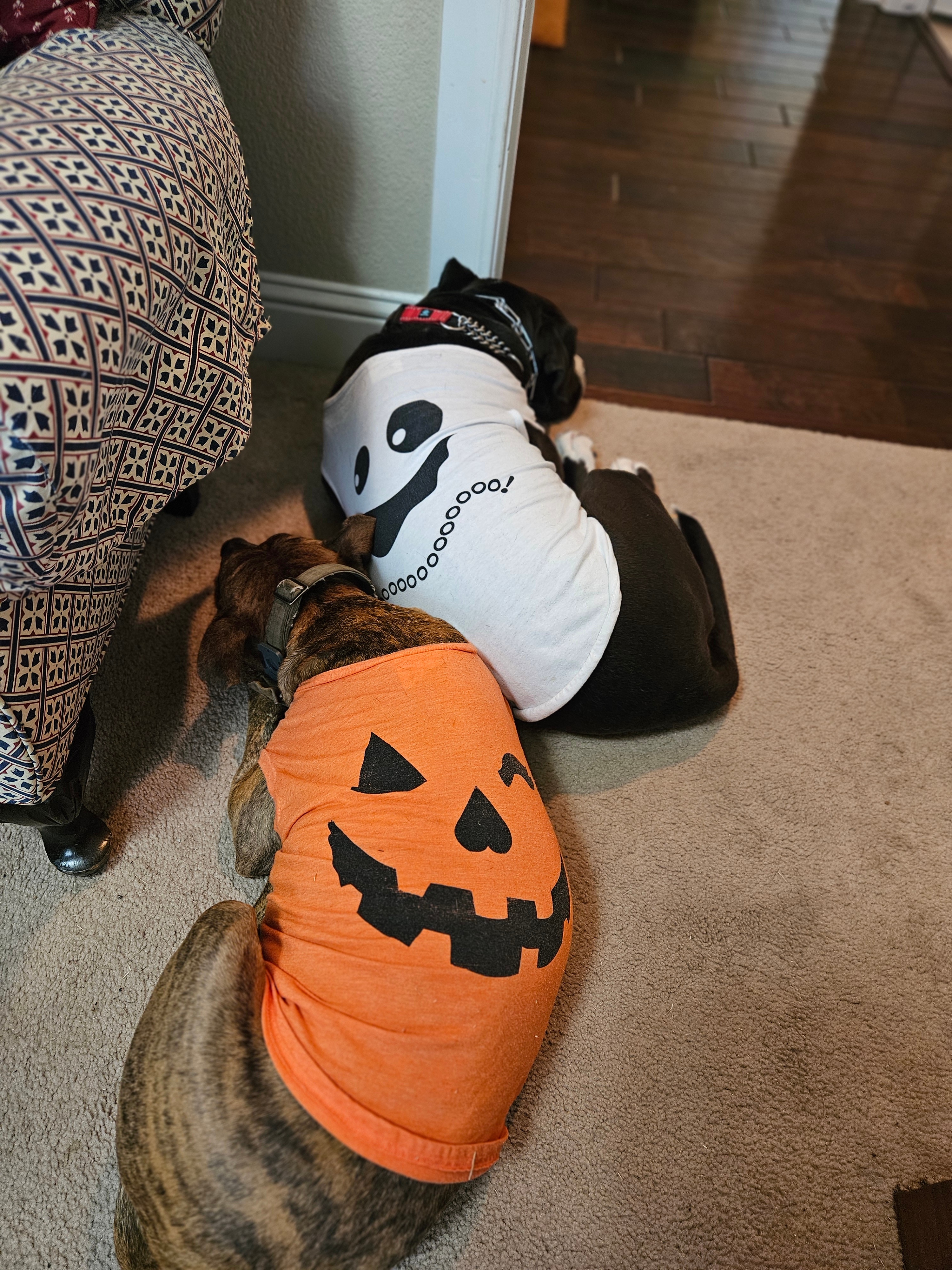 Freddy (black) and Velma (brindle) posing in their Halloween jammies ready<br />
for Rick Mitchell to announce some cooler fall weather! Freddy and Velma<br />
are my rescues adopted from Saving Hope.
Rachel Bayless