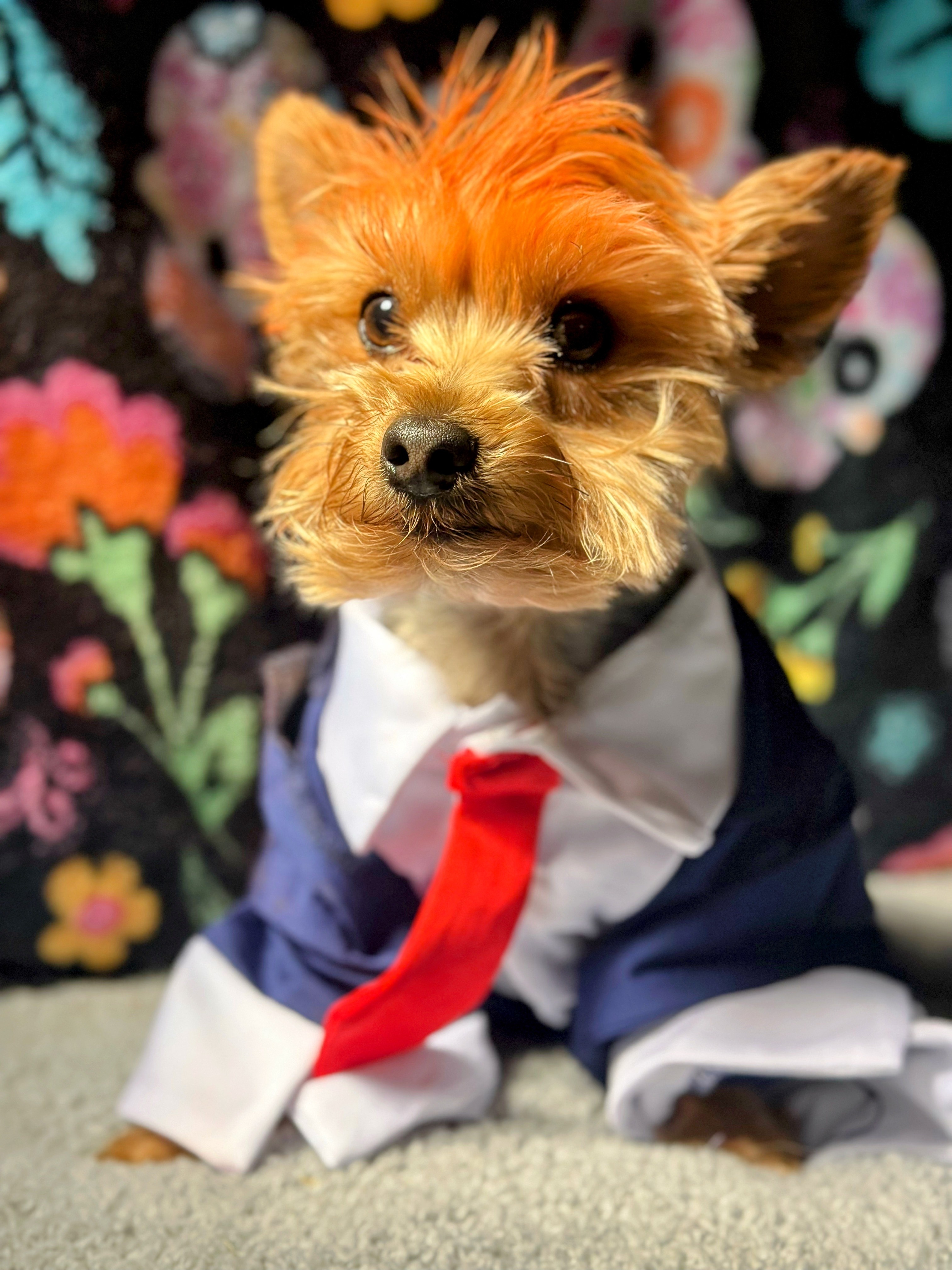 Halloween costume… this is church!! He is 3 yrs old and says he’s just trying to make America great again!!