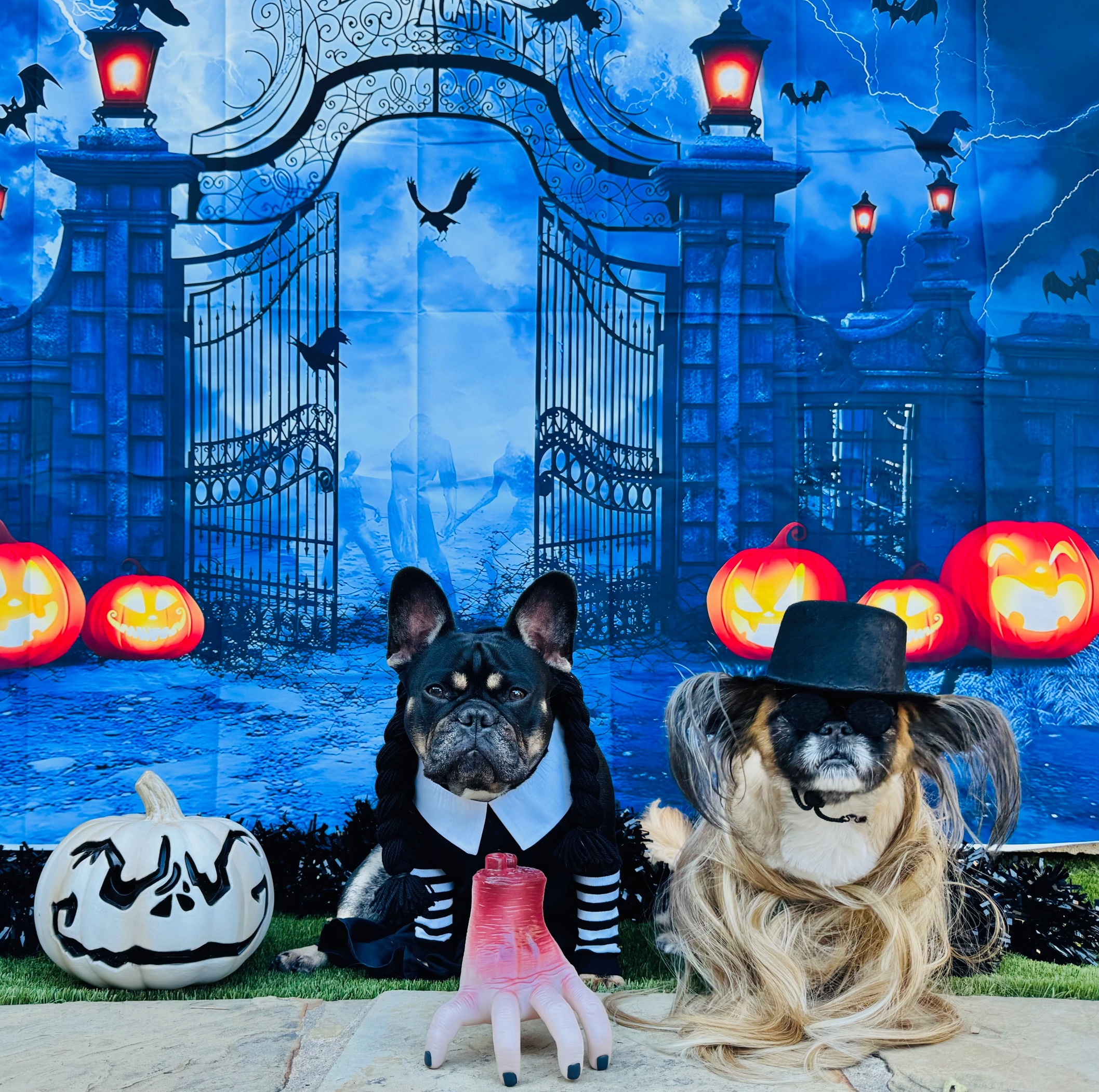 Gwynnie the Frenchie as Wednesday Addams. Olive as Cousin Itt. They are good sports because I dress them up every year. Kim Ward