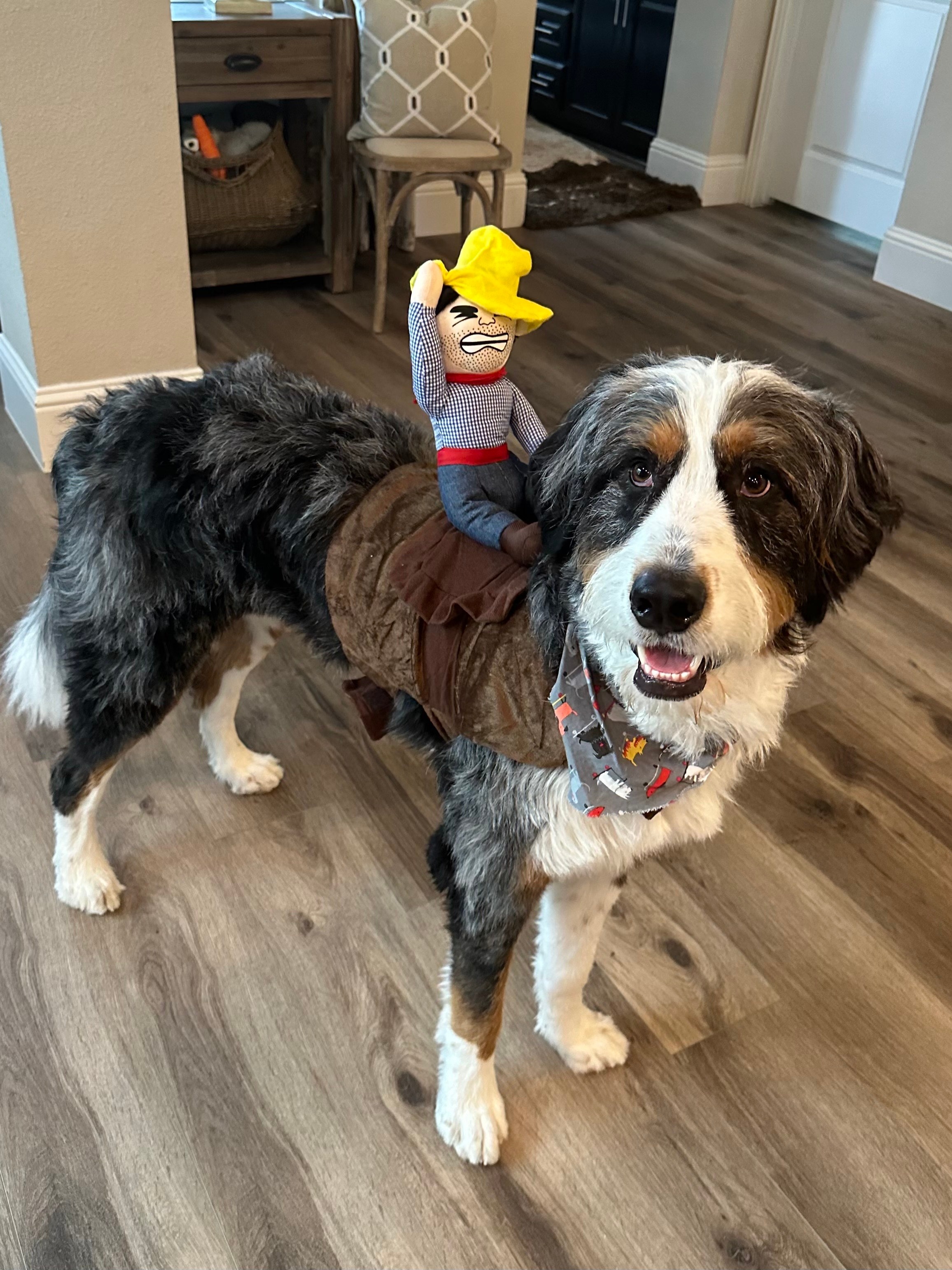 Ryder (dog) and Nelly (cat) ready for trick or treating!!