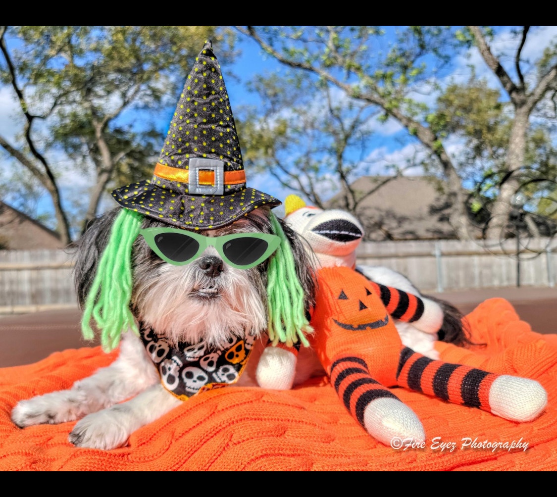 Happy Halloween from Zoey in Granbury!
Karen Gomez<br />
5606 Flagstick Drive<br />
Granbury<br />
KRen4eyez@gmail.com<br />
817-903-1819