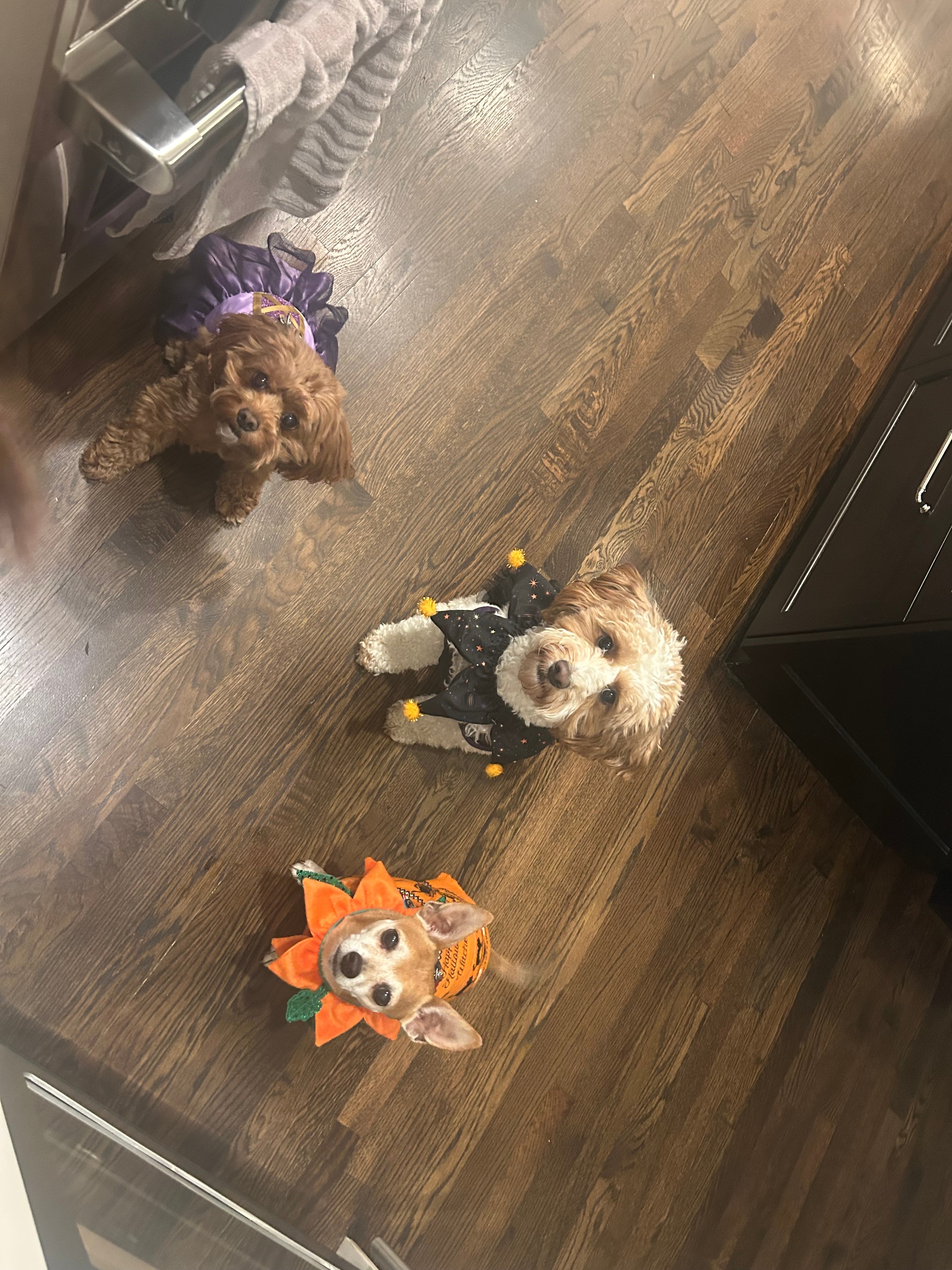 Three dogs dressed up as Repunzel, a joker, and a pumpkin!