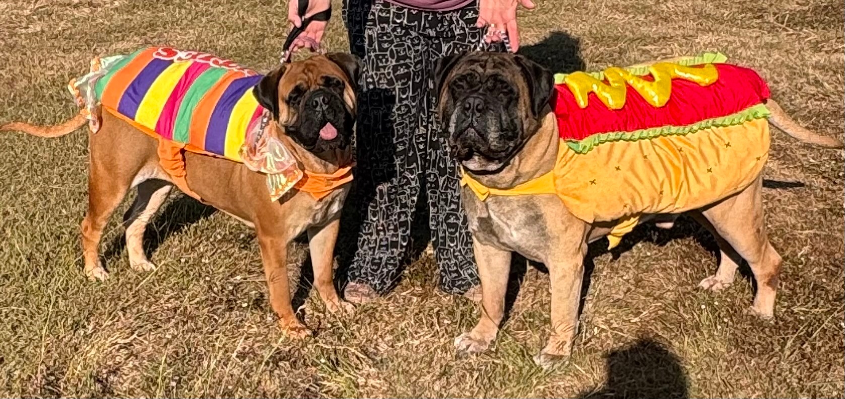 Candy and Eddie dressed as… Candy and a hot dog! For Halloween! 2.5 and 8.5<br />
year old bullmastiffs.
~Aly~<br />
https://urldefense.com/v3/__http://www.handlingbyaly.com__;!!PIZeeW5wscynRQ!sKH9SD28NxRQpRQrDXqYMYBn0hzGl7VuOkGga7cgjQT1slPNM6Mqa0SsUUT67A52KU4AePNwbmQd6rTdjg$