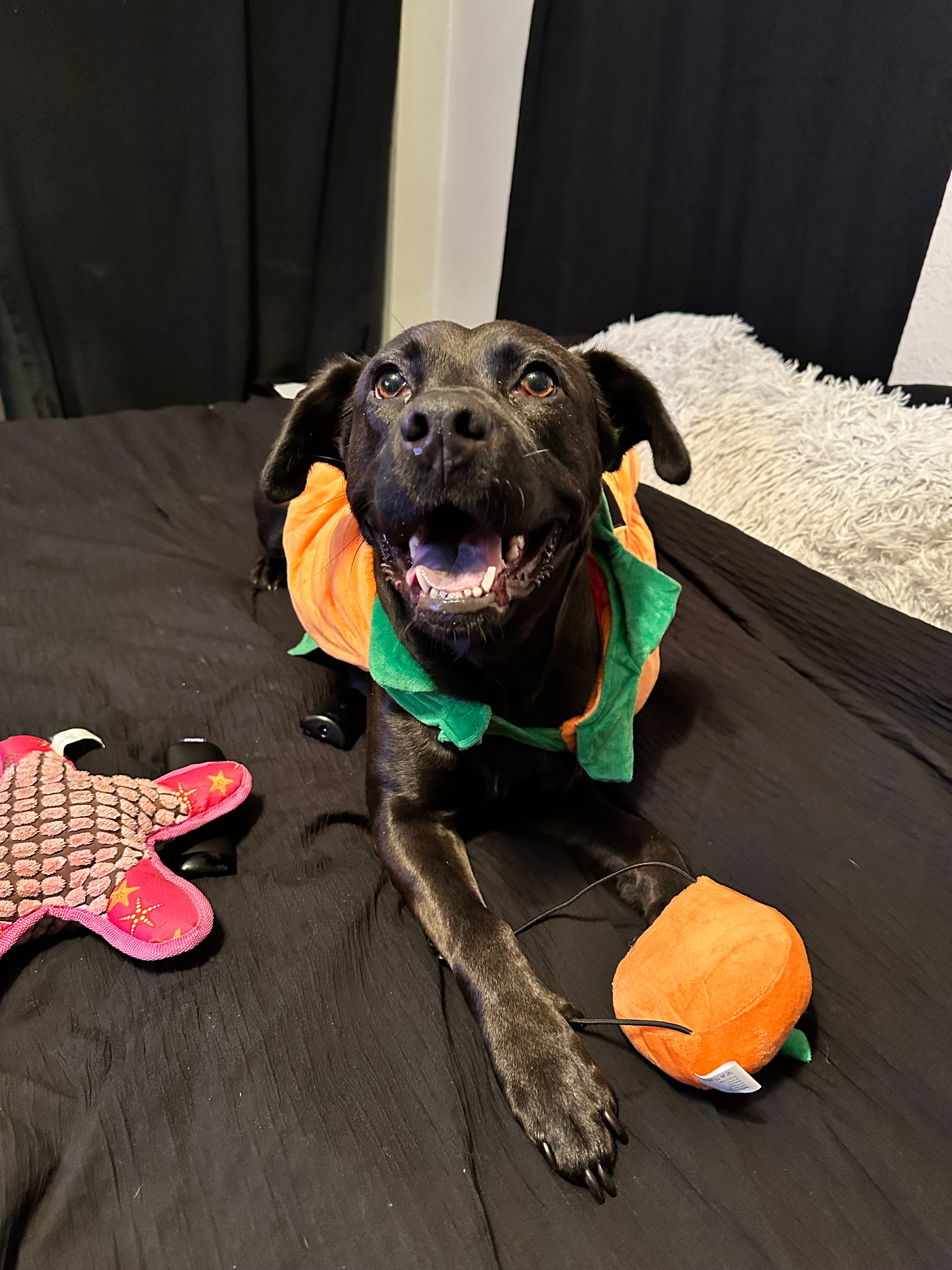 [tint-NBC_DFW] [EXTERNAL] dog halloween costume