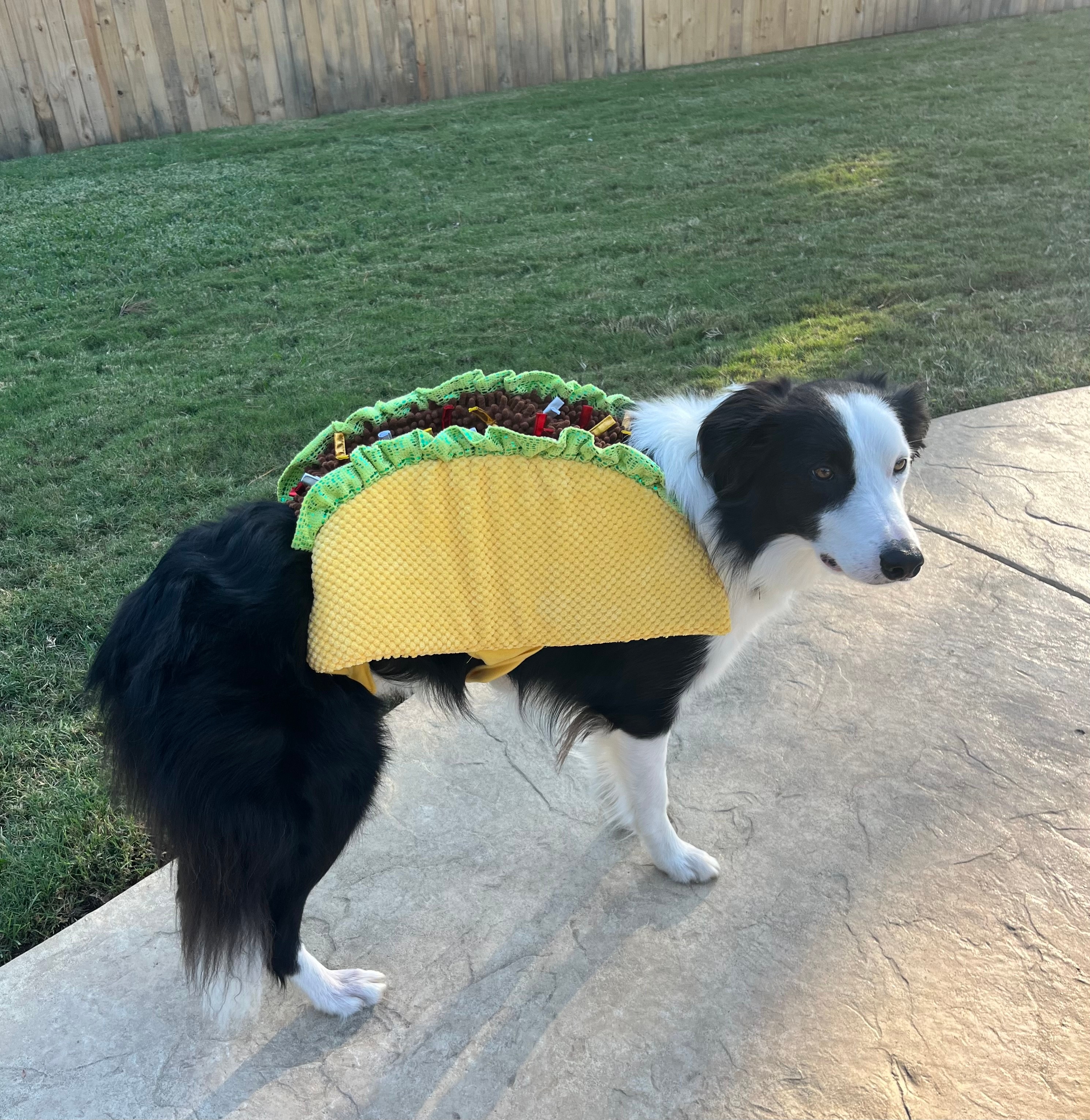 This is Pancho dressed as a taco. 😄<br />
Thank you,Alyssa Trollinger<br />
Sent from Yahoo Mail for iPhone