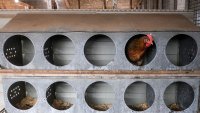 A hen at an egg farm in Williamston, Michigan, on Feb. 8, 2023.