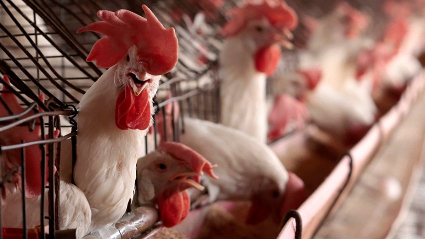 Chickens are pictured at a poultry farm on June 6, 2024.