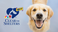 Clear The Shelters 10th logo with a golden retreiver