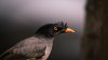 Angry myna bird photobombs highway traffic camera