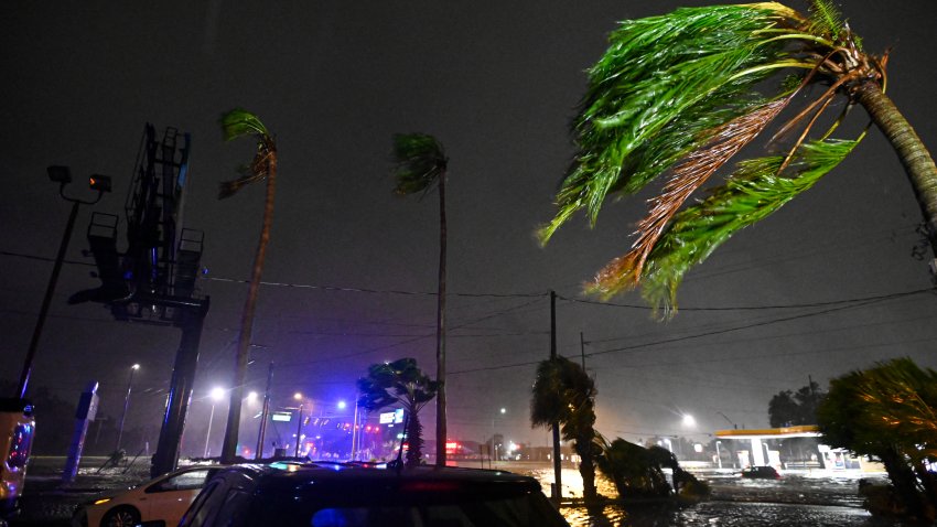 Palm trees bend in the wind after Hurricane Milton made landfall in Brandon, Florida on October 9, 2024.