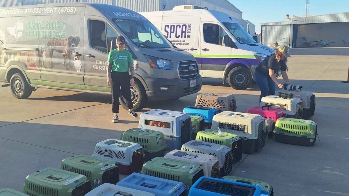 Shelter animals transported to Texas after Helene NBC 5 DallasFort Worth