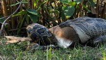 Burmese python - Figure 4