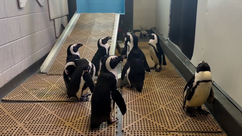 African penguins stand in hallway