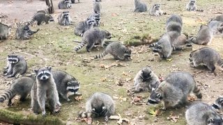 A large group of raccoons on a woman's property in Poulsbo, Wash.