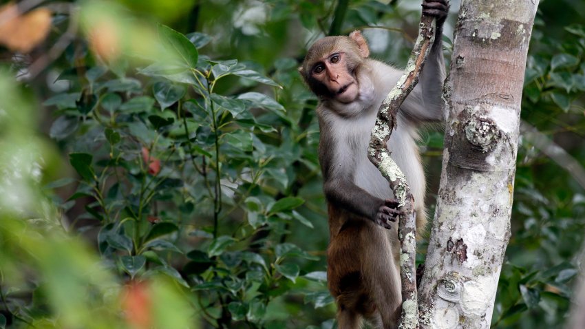 rhesus macaques monkey