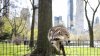 Raccoon falls through ceiling onto airline counter inside LaGuardia Airport