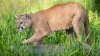 Mountain lion spotted in Frisco, near Lake Lewisville, TPWD says