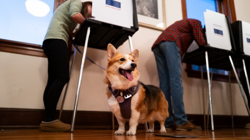 A dog named Daisy looks on as their owner fills out a ballot in a polling place at the Cincinnati Observatory on November 5, 2024 in Cincinnati, Ohio.