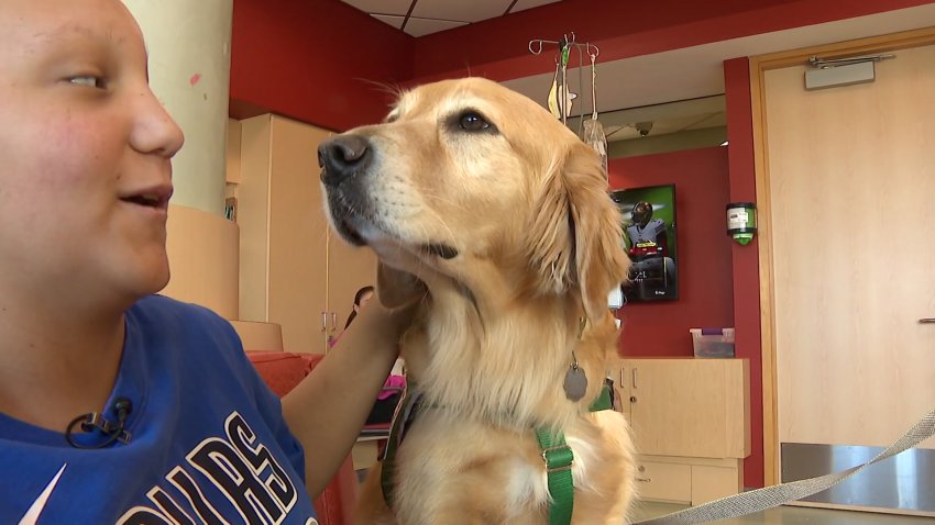 A therapy dog with Children’s Health hospital in Plano, Texas, November 2024.