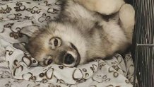 Odin, a husky dog killed by an animal control officer in Northbridge, Massachusetts, on Tuesday, Nov. 19, 2024, in a case of mistaken identity.