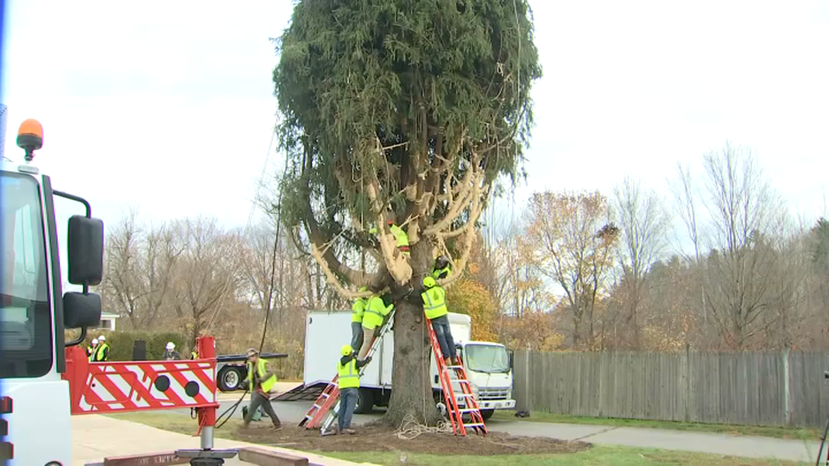 Watch Rockefeller Center Christmas tree get cut down NBC 5 Dallas