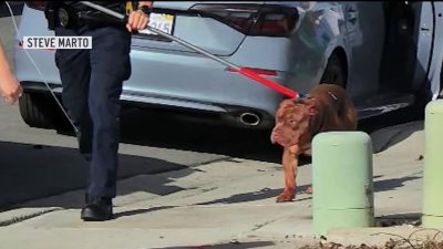 Man killed by his own dogs in Mira Mesa park