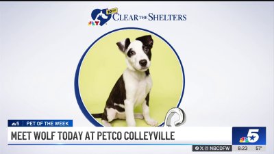 Pet of the Week: Wolf!