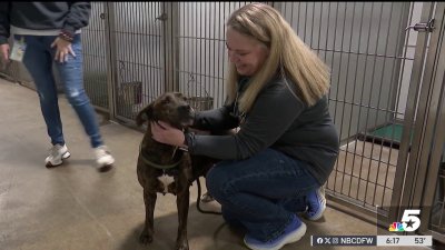 Dog's story of survival hopes to help more animals in North Texas shelters