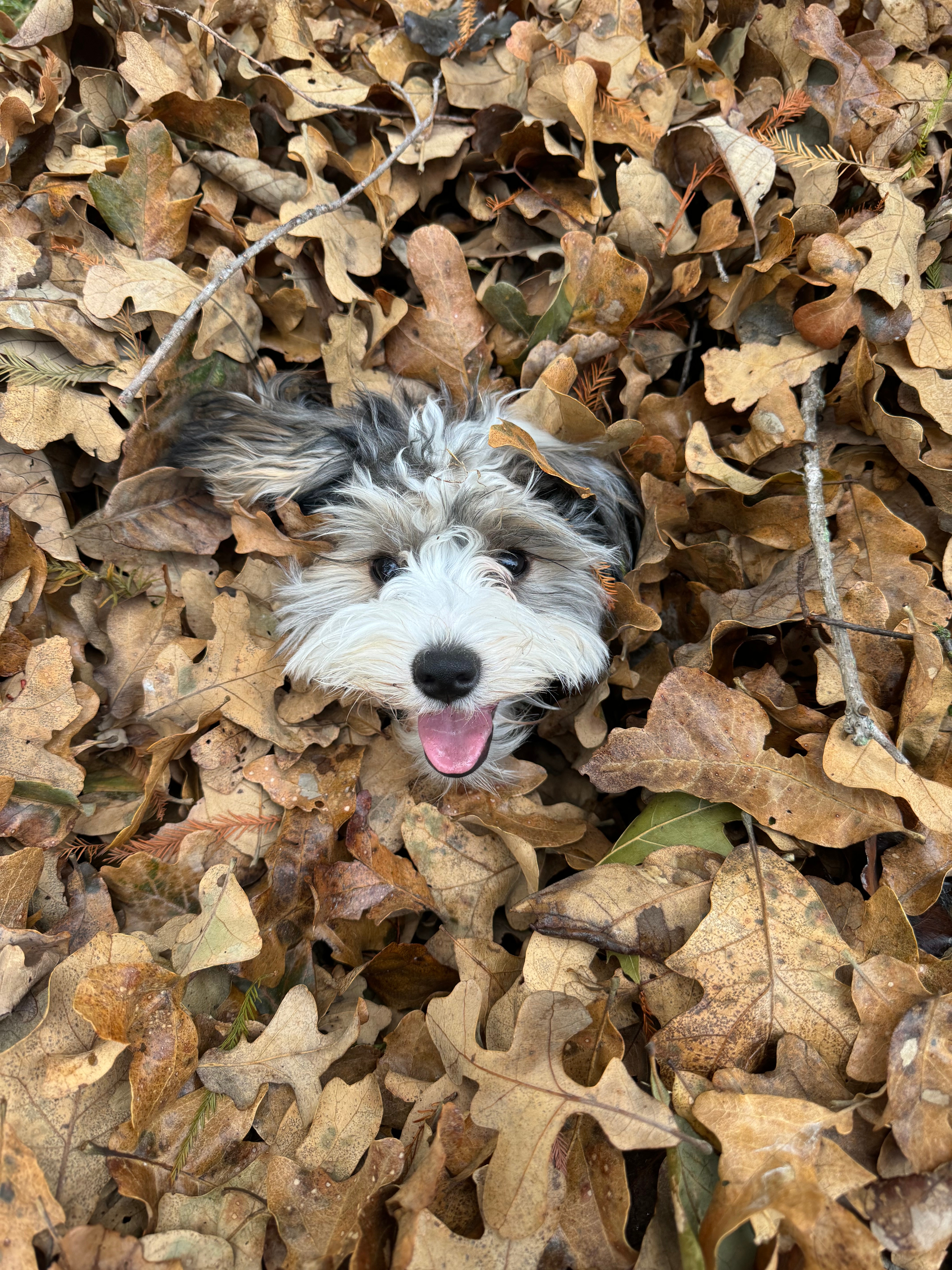 Rescue puppy playing in the fall weather in Stephenville