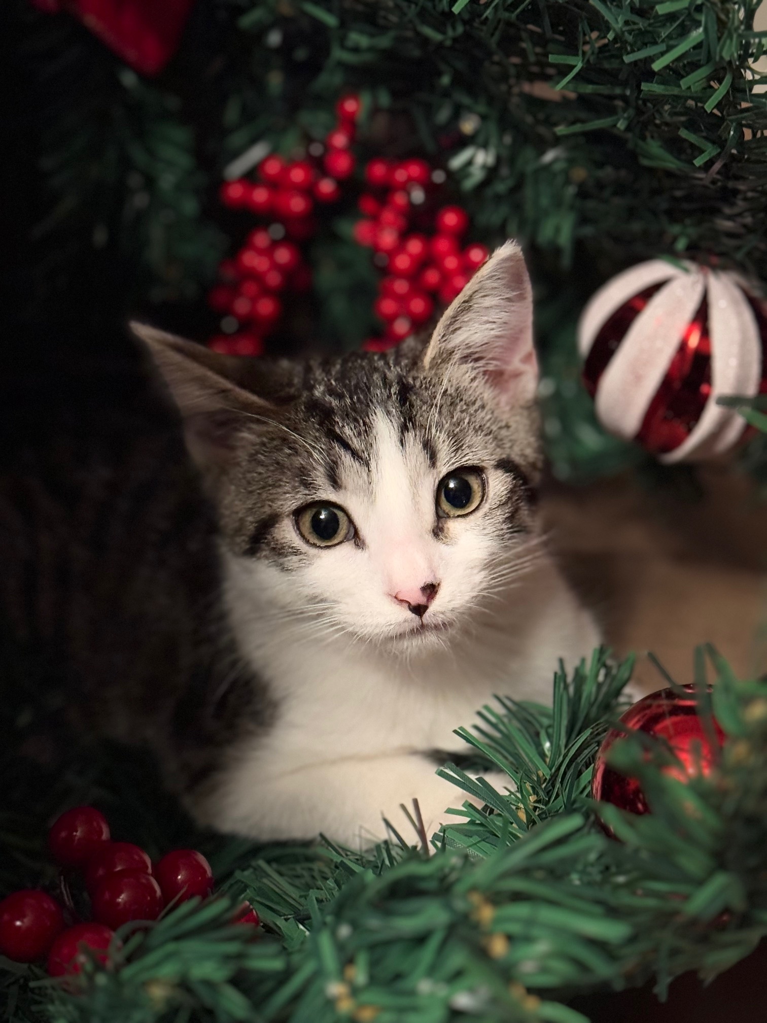 Angel jumped up in the middle of my garland and refused to let me hang it, so…. Photoshoot it is!<br />
Sharla Richer<br />
Combine, Tx