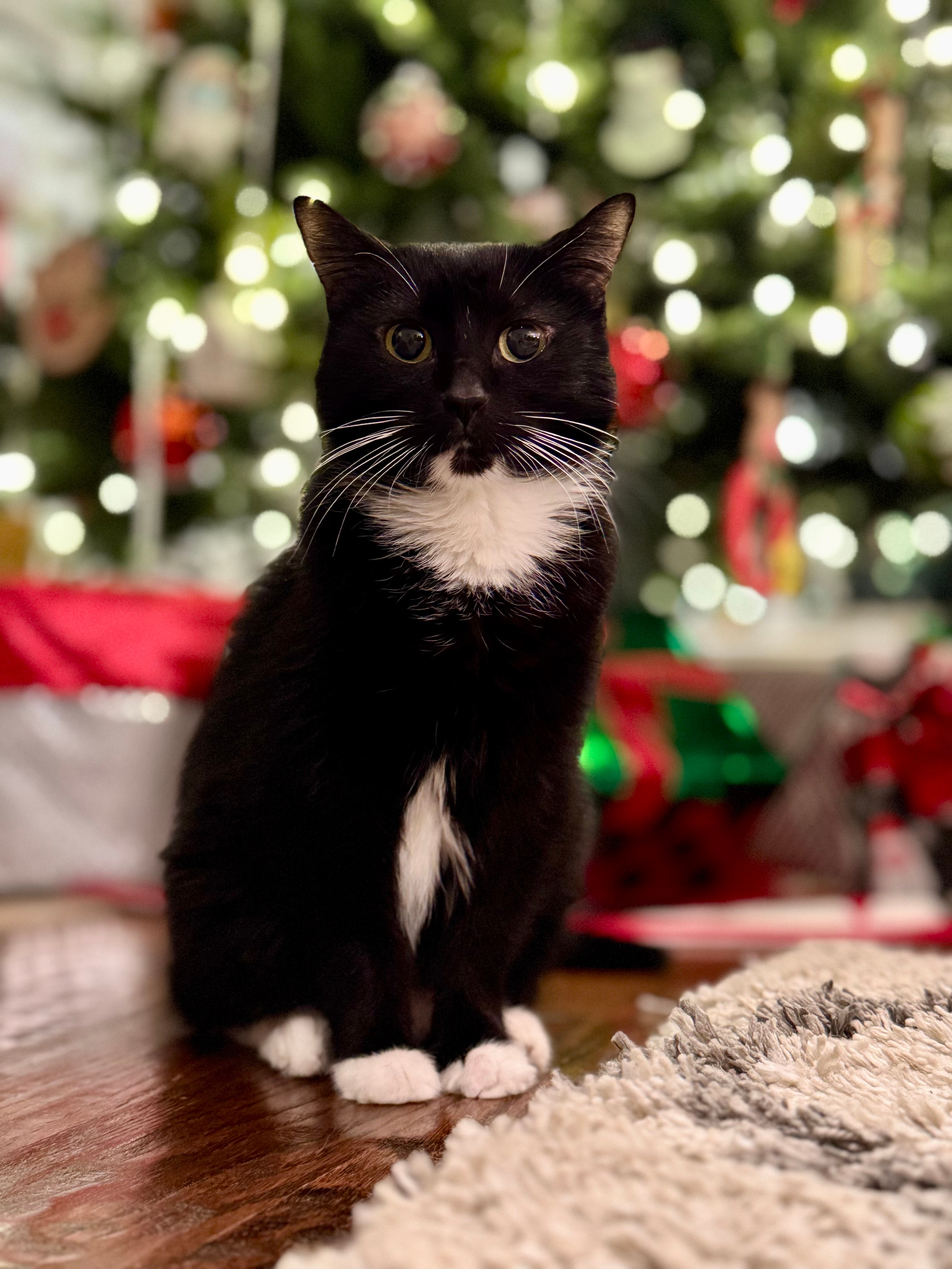 Oour rescue kitty Shiloh is getting in the Christmas spirit!