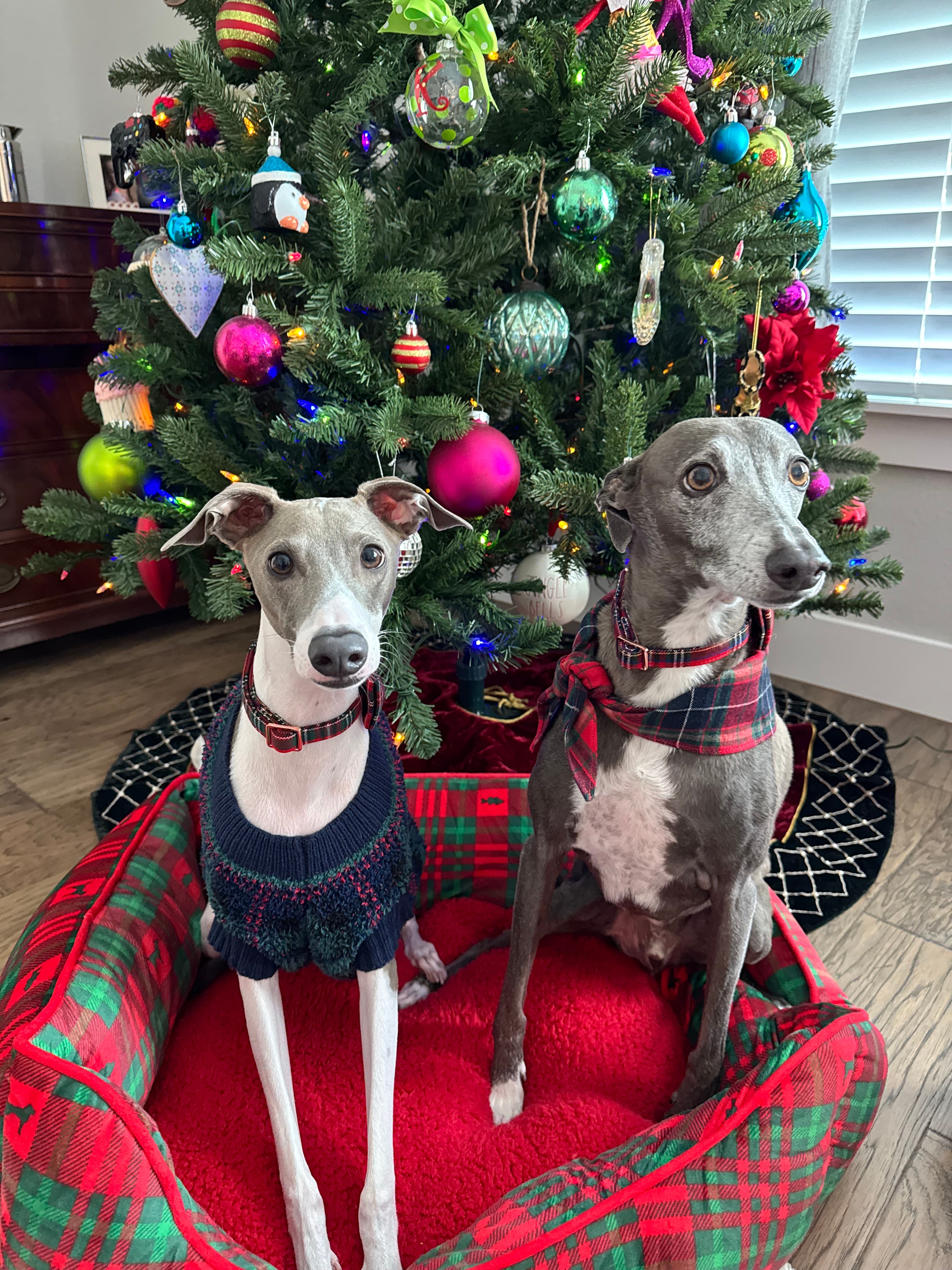 Romeo and Rowdy,our Christmas-dressed Italian Greyhounds. Romeo is 11 months and Rowdy is 11 years.