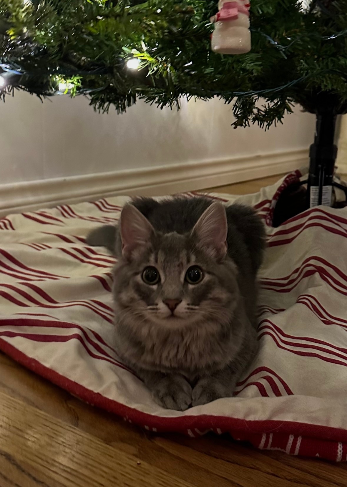 This is June! She’s 1 years old and we found her in a barn on Easter morning. This year will be her first Christmas! She already loves the Christmas tree.