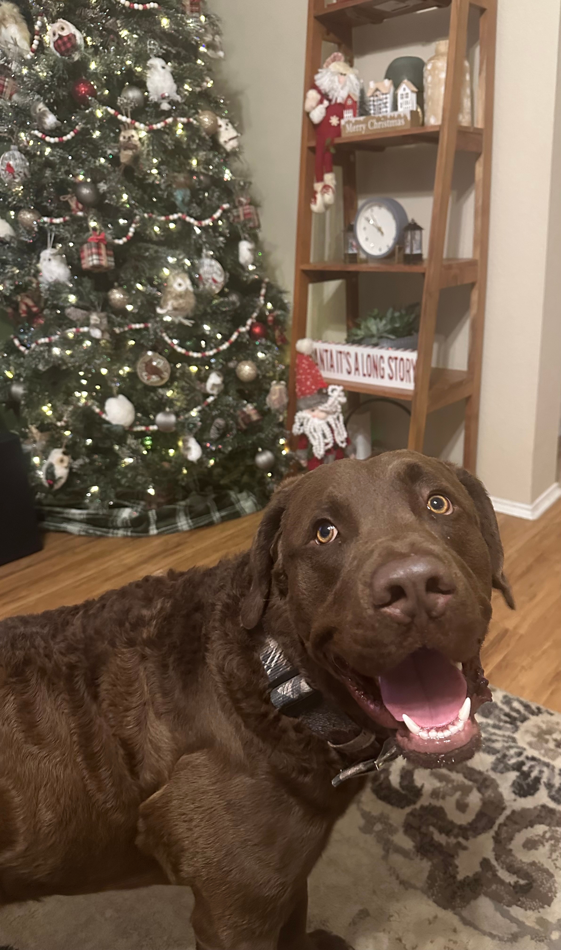 Miles is a year old Chesapeake Bay Retriever who is mischievous and silly but will definitely make the nice list…barely! He’s asked  for a new light up ball and some Bones and he promises not to eat the cookies and milk that he leaves out for Santa!