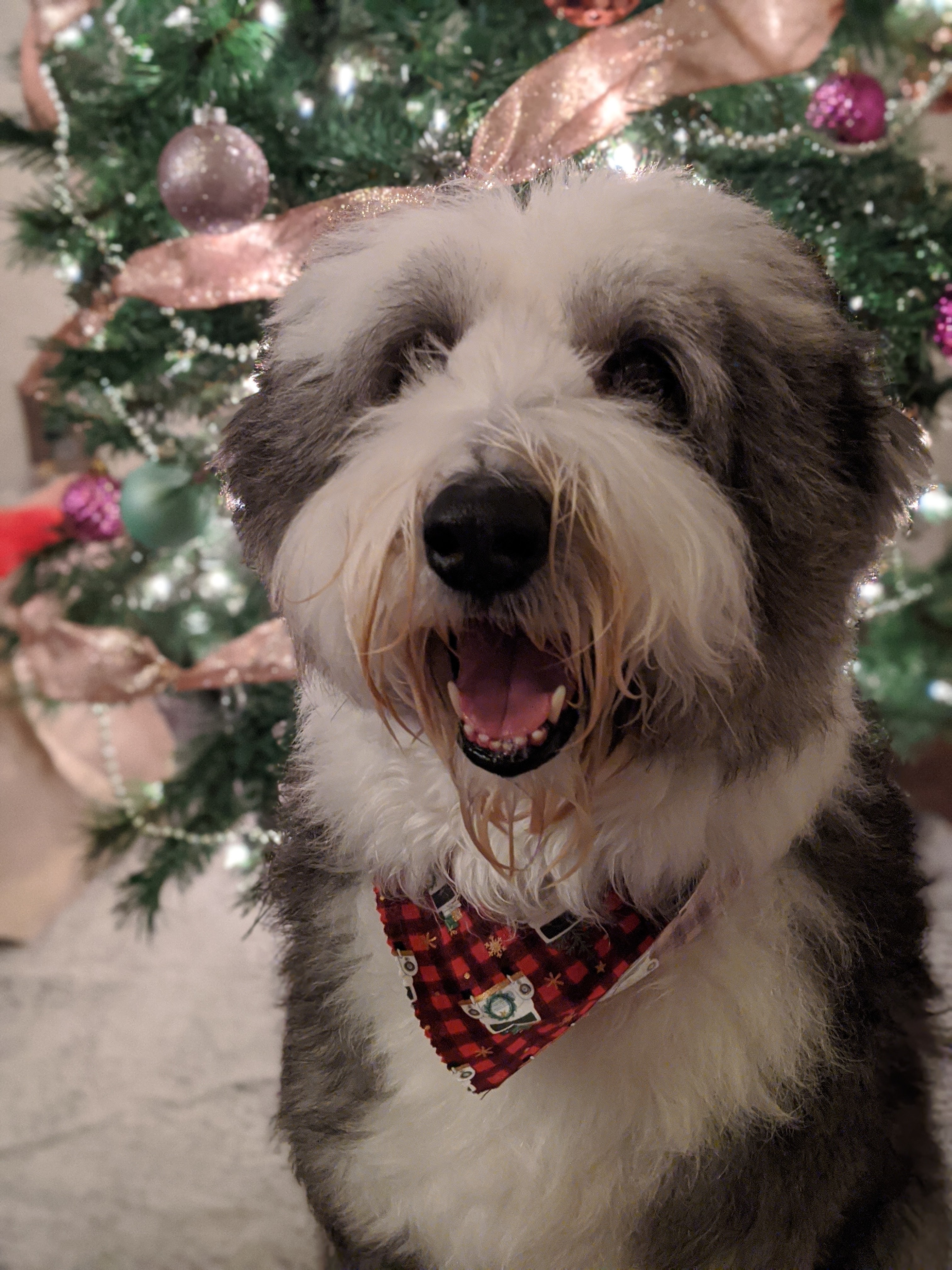 This is Sully! He’s super excited for either Christmas or treats, we’re not<br />
100% which yet either way he’s the best monster.
Sully was adopted from a local animal shelter, and  lives with his humans<br />
Madison and Jay in Rowlett