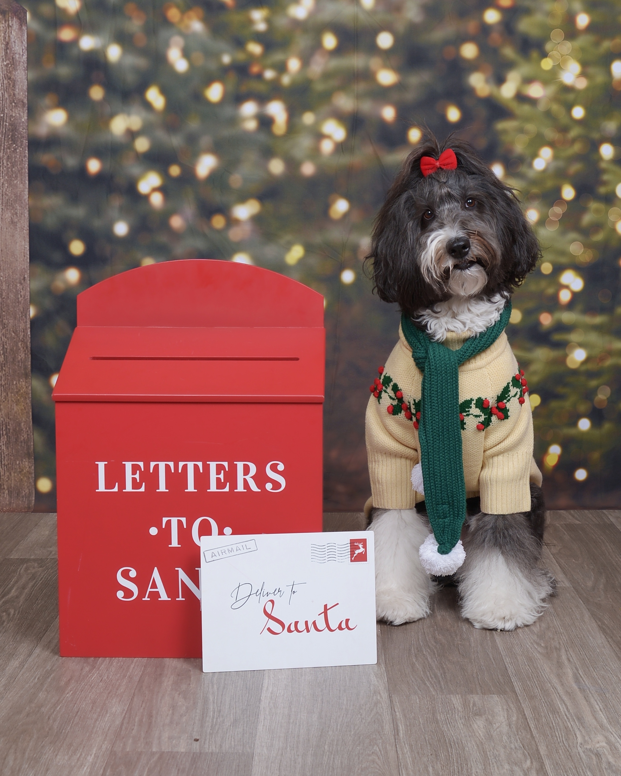 Indie is a 5 yr old old English sheepdog poodle mix.  She is therapy dog in the DFW area and is known for her pink tail.  Indie is ready for the holidays and told Santa she should be on the nice list.