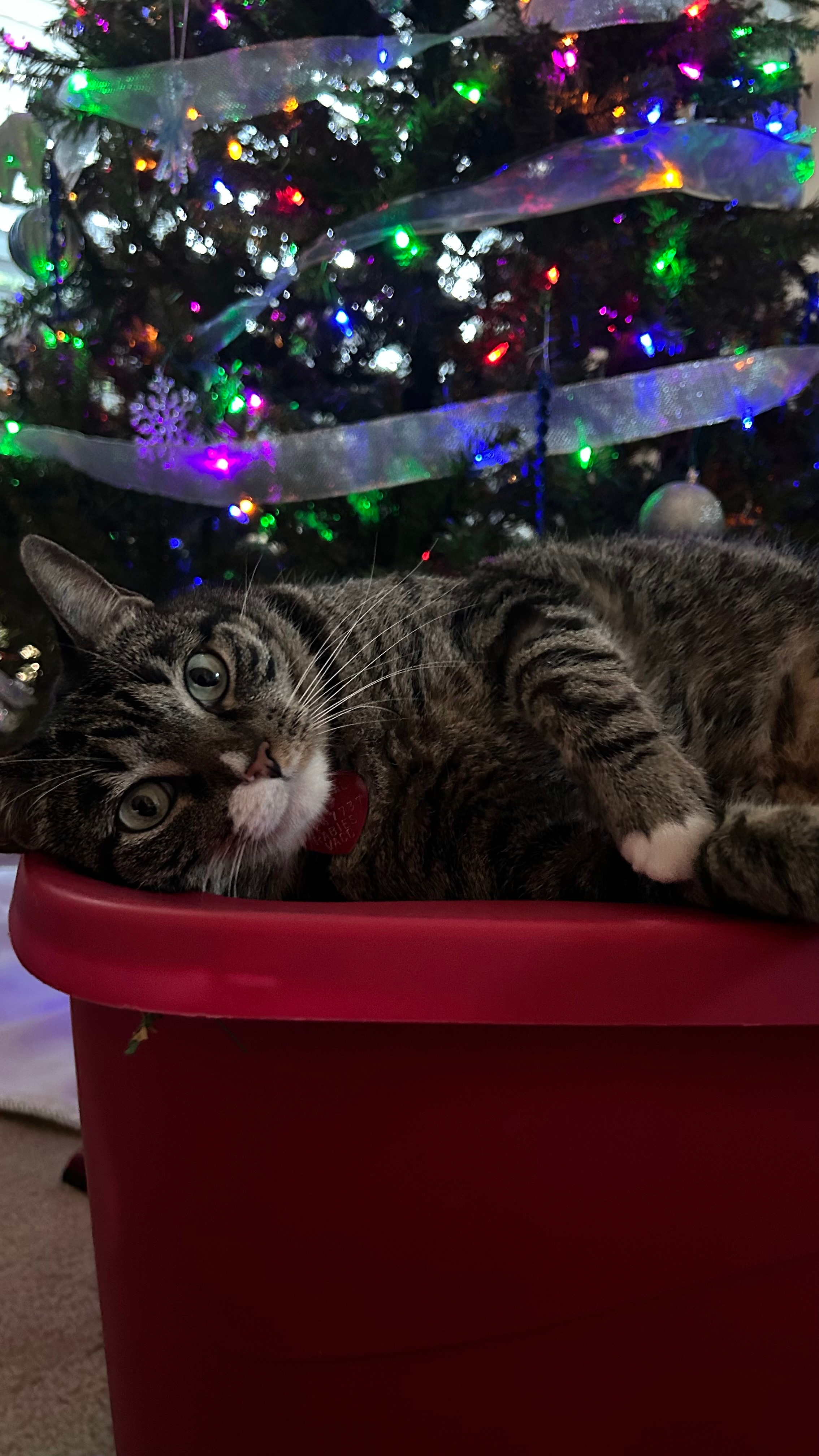 Lucky from Desoto loves getting presents for Christmas but she really loves relaxing on all the Christmas decorations boxes all day long.<br />
         From The Keys Family